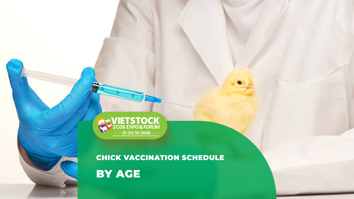 2026 Chick Vaccination Guide: Reference Vaccine Schedule and Key Stages to Note